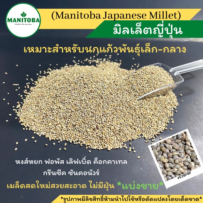 !!Manitoba Millet Japan Japanese For Small Parrots Beautiful Clean Good