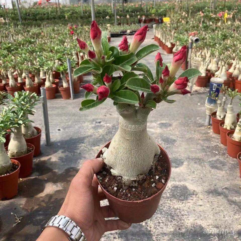 Adenium Obesum Potted Plants5Old Pile Everblooming Easy to Keep Indoor Balcony Flower Greenery