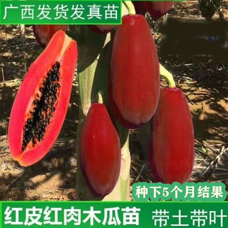Papaya Fruit Seedlings Crown Red Papaya Southern Planting Four Seasons