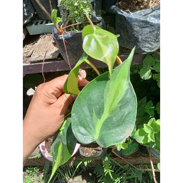 Brasil seeds repack live plants for sale (Brasil Photos) Shopee