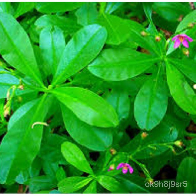 flower seeds TALILONG SEED`S " PHILIPPINE SPINACH" (KULITIS) JHNP