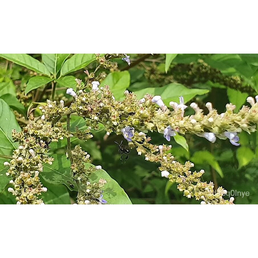 Vitex 5 leave, Vitex Negundo Plant,Flowers for Food PurchaseVitex 5