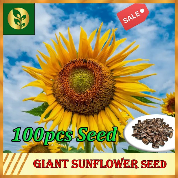 Giant Sunflower Seeds Golden Plant and Seed Shopee Philippines