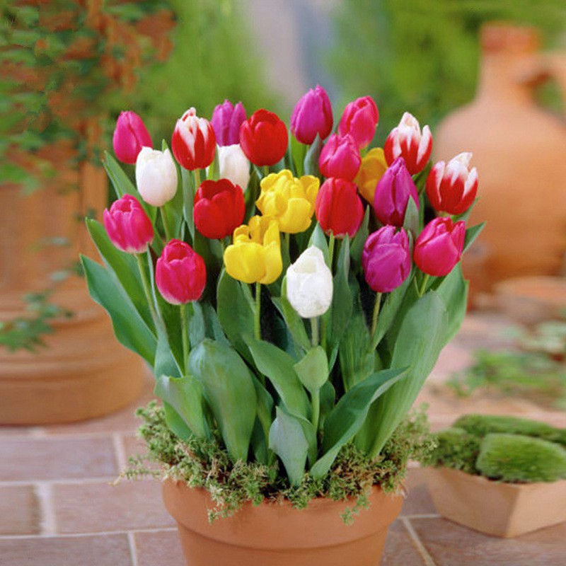 100pcs Dutch tulip seed autumn lotus seed potted indoor flower desk