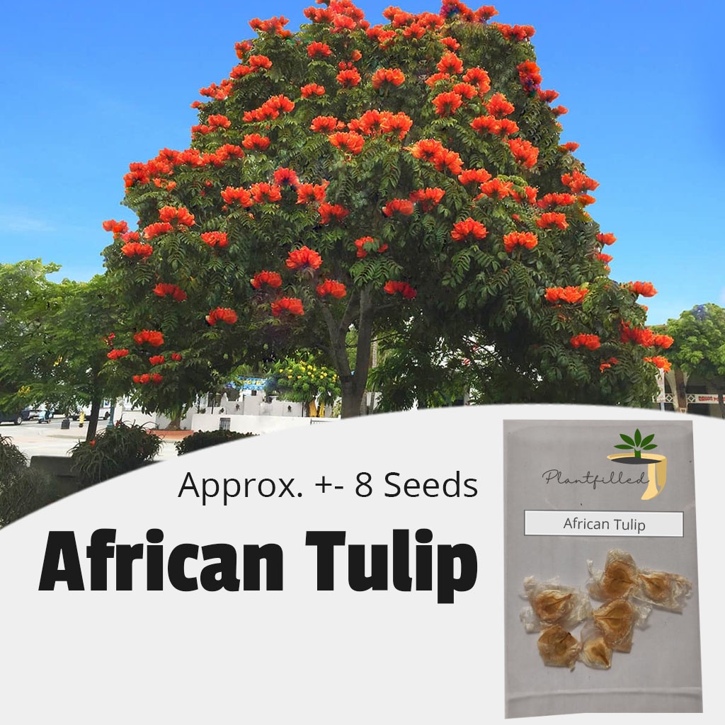 [Plantfilled] African Tulip Tree Seeds for planting Trees . 8 Seeds