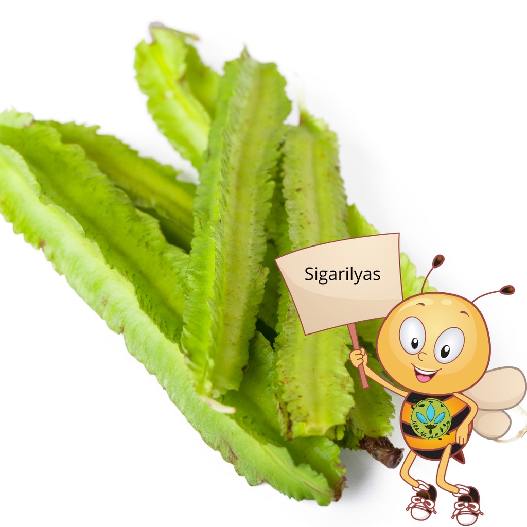 flower seeds binhi pantanim sigarilyas kalamismis winged beans gulay RNBY Shopee Philippines