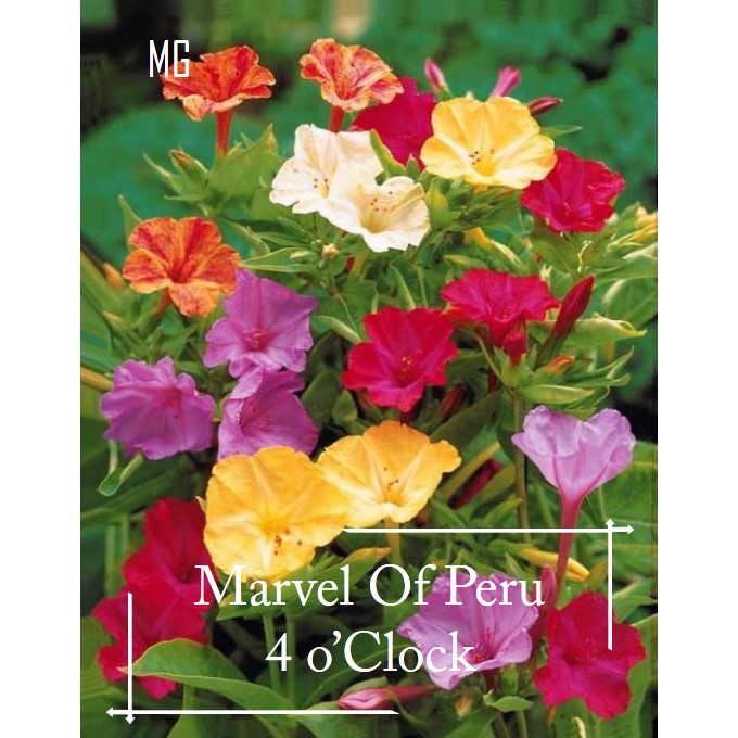 4 O' Clock Flower seeds 50 seed ( 4点花 ) *Pot Friendly* Marvel Of Peru