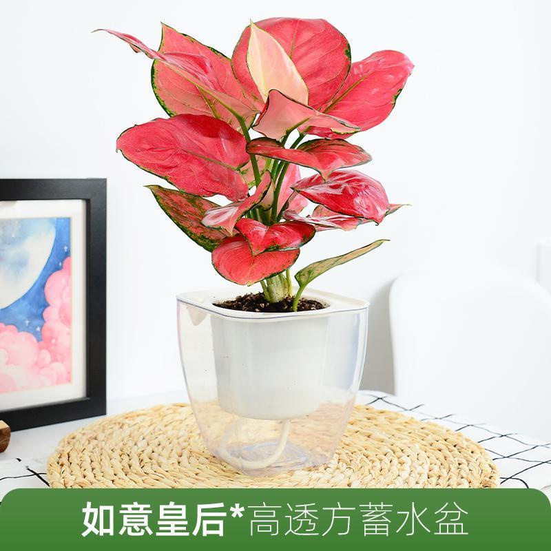 Lucky Red Ruyi Queen Indoor Potted Flower Pachira Macrocarpa Green