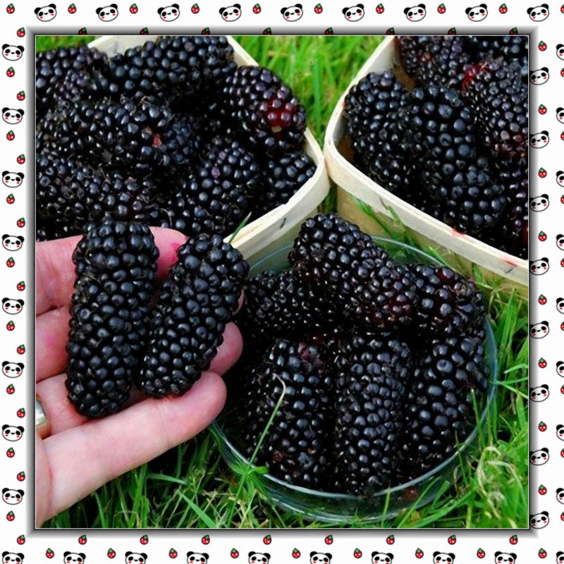 10 pcs Blackberry Fruit Seeds Home Garden Plantting Perennial Potted