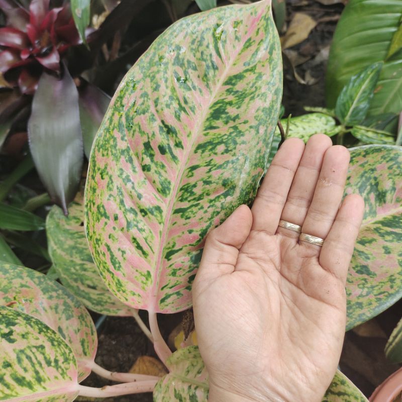 BIG LEAVES AGLONEMA PLANT VARIETY(BIG ROI) Shopee Philippines