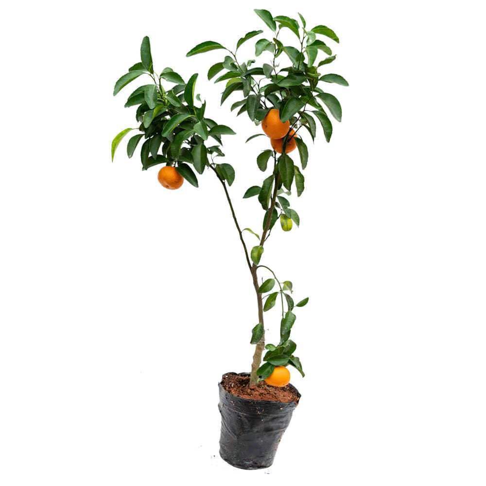 New variety green peel tangerine seedlings Red orange seedling early