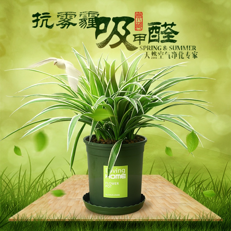 VAR Marginatum Hanging Green Plant Desktop Small Pot Plant Four Seasons