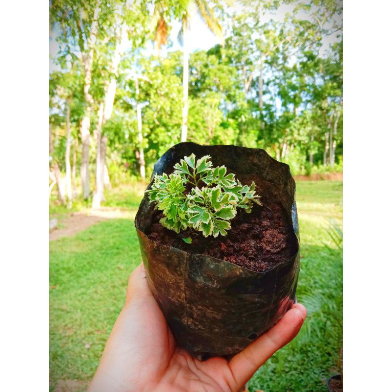 Papua Plant Variety (Kalipay) Shopee Philippines