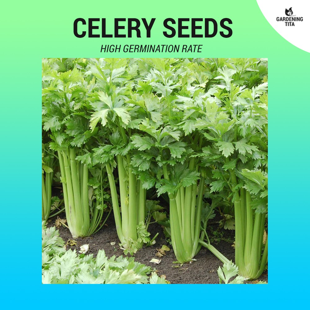 Celery Seeds 900 pcs Shopee Philippines