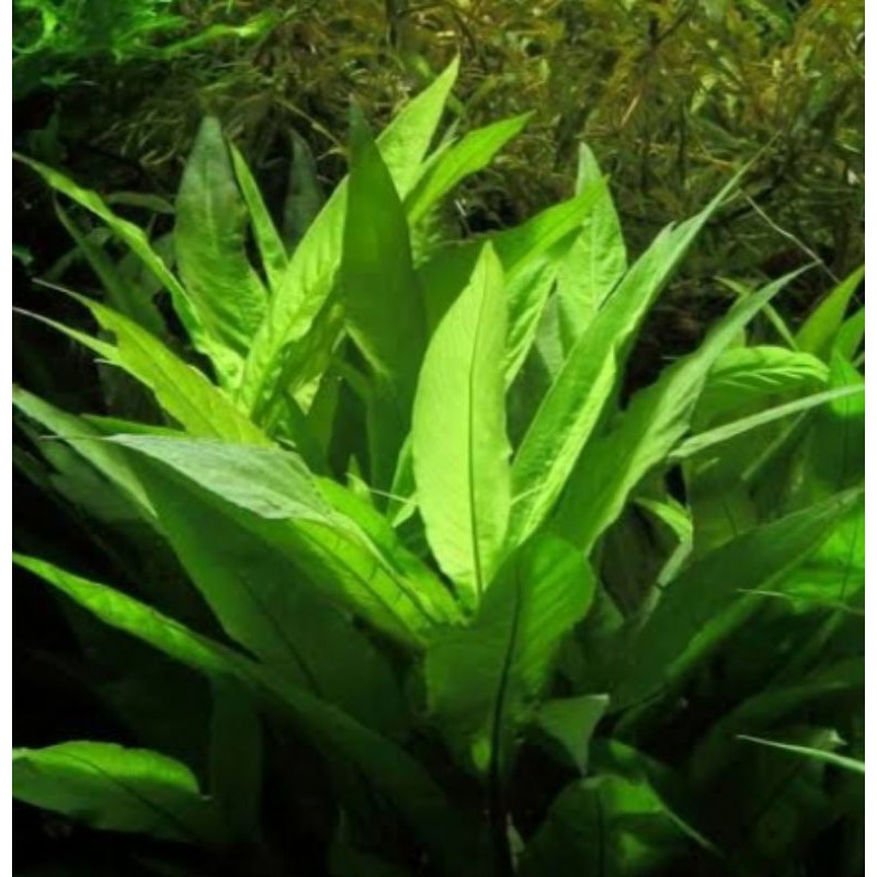 HC Stricta Hygrophila Corymbosa low tech aquatic plant submerged emersed for aquariums and ponds