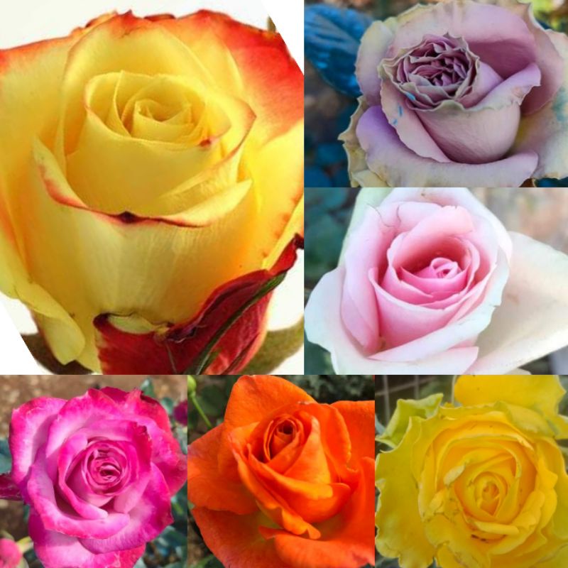 TOP RARE ROSE COLLECTIONS Shopee Philippines