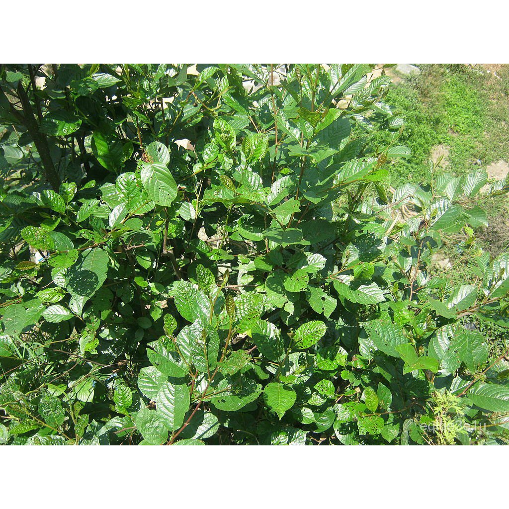 flower seeds 3 Seeds Alnus Nepalensis, Alder Of Nepal/Seeds Plants