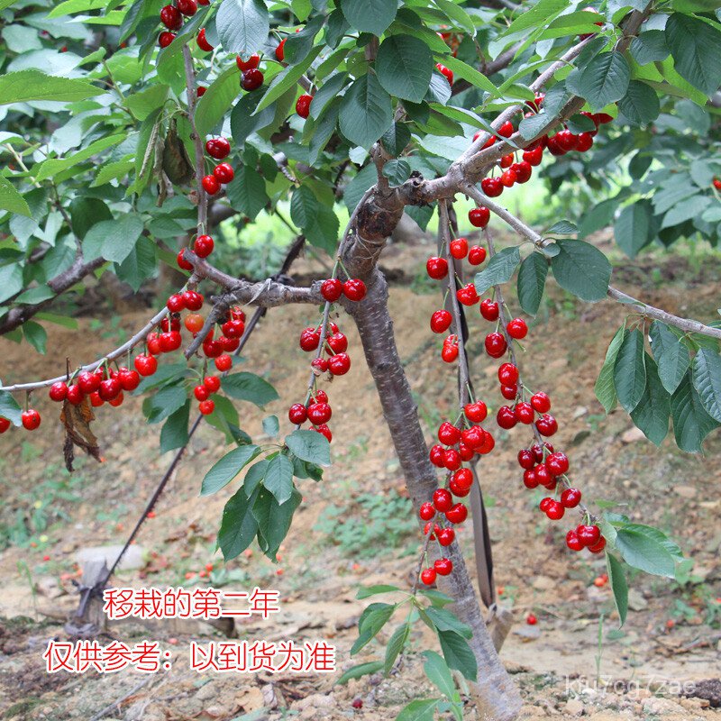 Cherry Seedlings Sichuan Cherry Sapling Grafting Fruit Sapling South North Four Seasons Planting