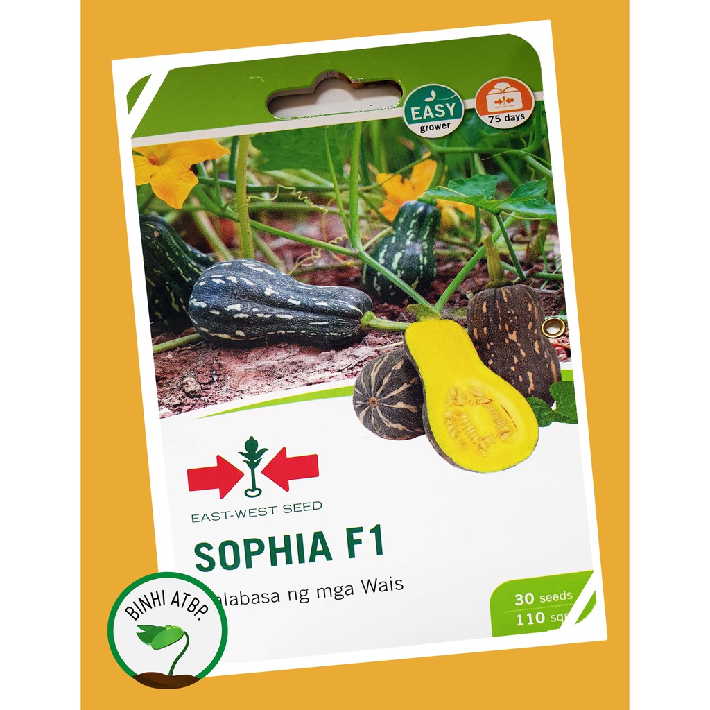 Eastwest Sophia F1 Butternut Squash Seeds (1 Pack 30 Seeds) Shopee