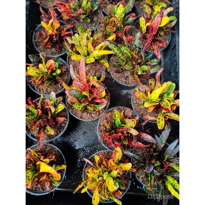 DWARF San Francisco Magnificent Crotons Live Plants " Air Purifying