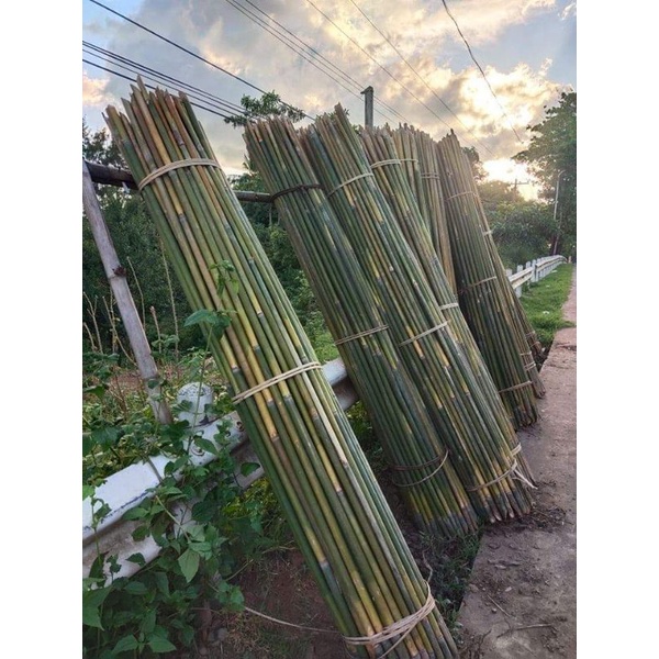 Bamboo Pole, Plant Pole, Buho, Kawayan, Plant Support, Stick, Base for