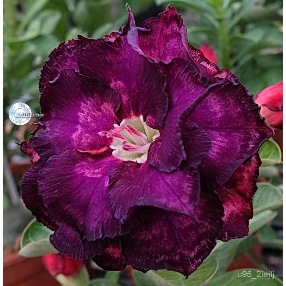 Spot 100 plump seeds2pcs Adenium Obesum Seeds Desert Rose Seeds Flower