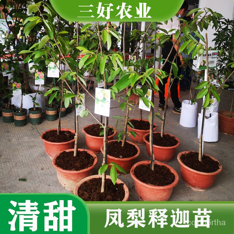 Huang Zhongwen Taiwan Pineapple Fruit Seedlings Red Custard Apple