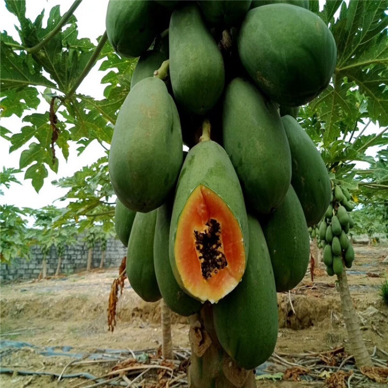 Papaya Seedlings Papaya Water Fruit Sapling Leafy Soil Delivery Dwarf