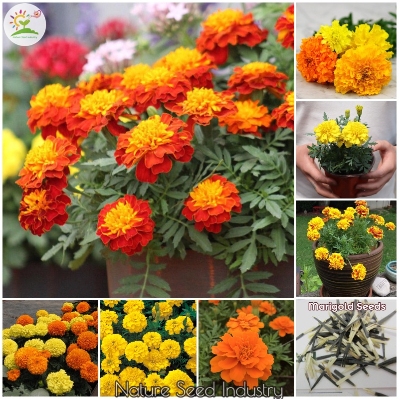 Marigold Flower Seeds for Sale 100 seedspack, Mix Color Gardening