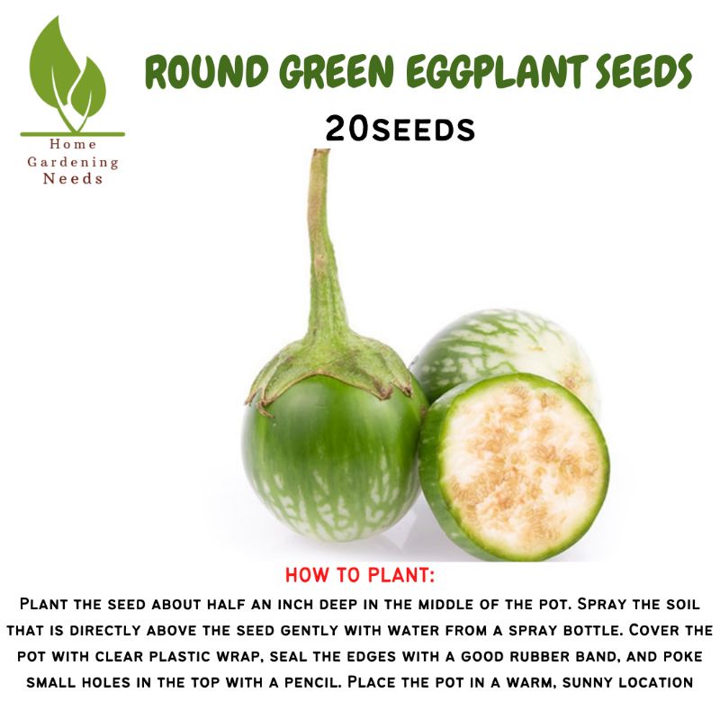 TALONG SEEDS VARIETIES TALONG HABA PURPLE ROUND TISOY Shopee