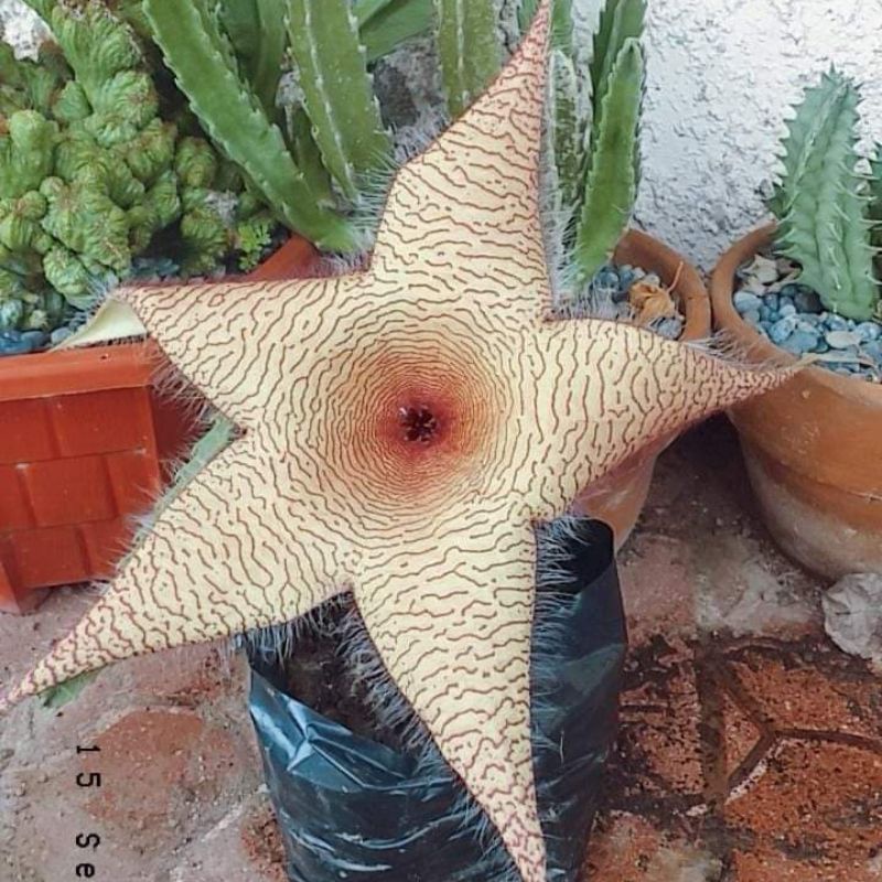 succulent plants for saleStapelia Gigantea ZULU GIANT Stinky Cactus