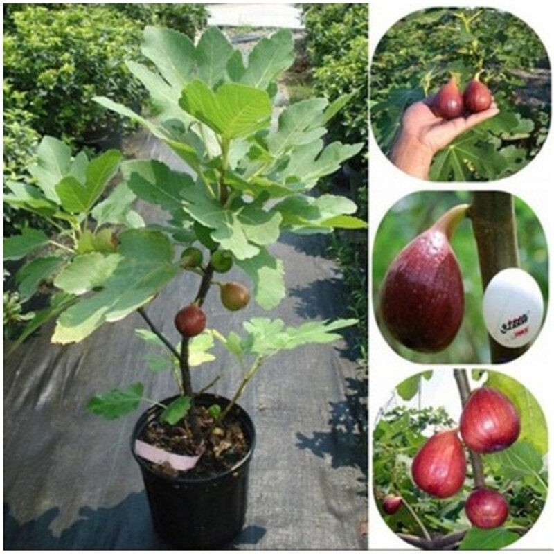 Ready Stock 30 PCS Fig Tropical Seeds Ficus Carica Seeds Bonsai Rare