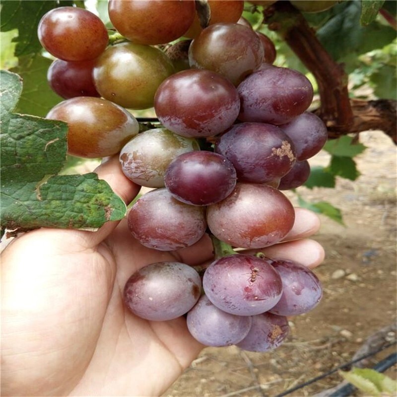 EightYear Grape Sapling Giant Peak Grafting Grape Seedlings Bear Fruit