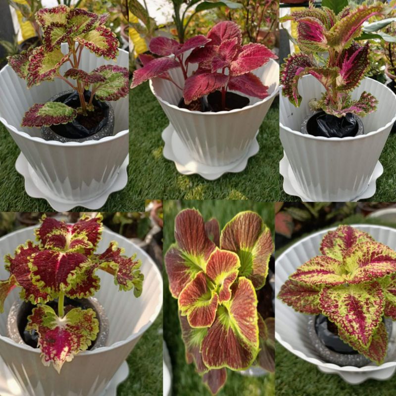 Top Rare Mayana live plant Rooted ( buy 4 free 2 pcs rare) Shopee