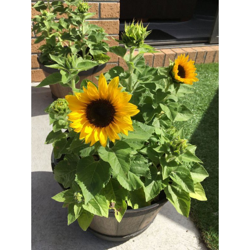 How To Grow Sunflower Seeds In The Philippines Best Flower Site