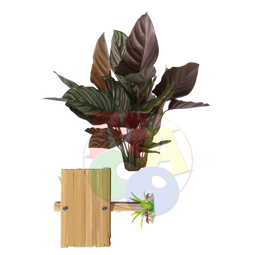 Plantita Cake Topper Calathea Plant Cake Topper Shopee Philippines