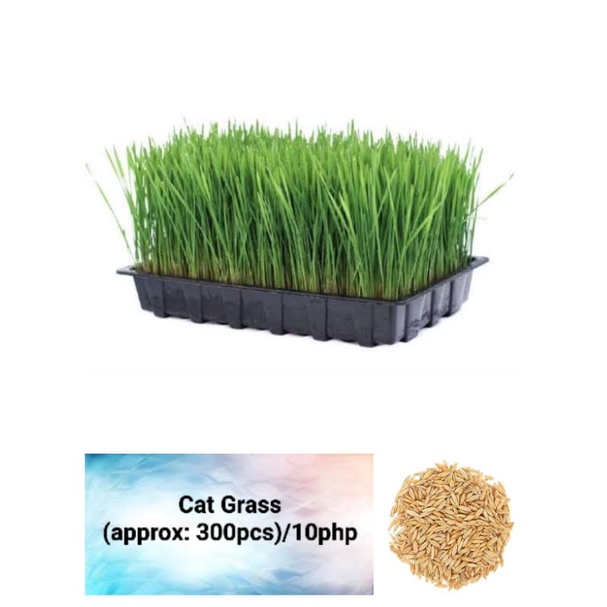 Cat Grass Seeds (approx 100pcs) Shopee Philippines