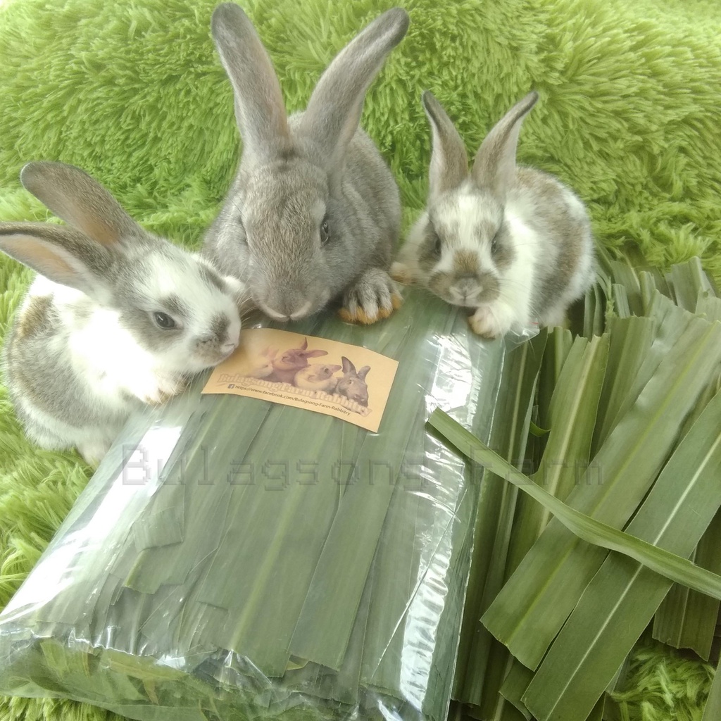 Fresh Napier Grass Green Leaves (Best food grass for your cows and rabbits) 3kg Shopee Philippines