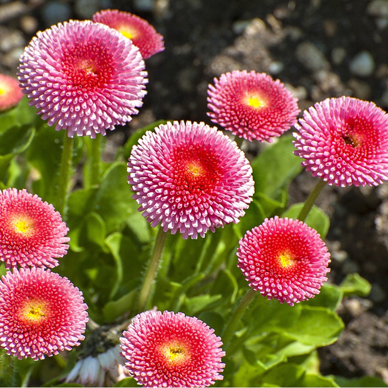 Marigold Harmony Pink Flower Seeds Seeding for Garden Plant Seed Flower