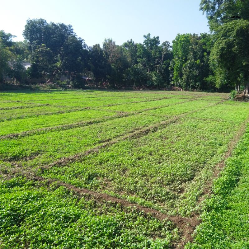 Saluyot Jute Seeds (500seeds/Pack) Shopee Philippines