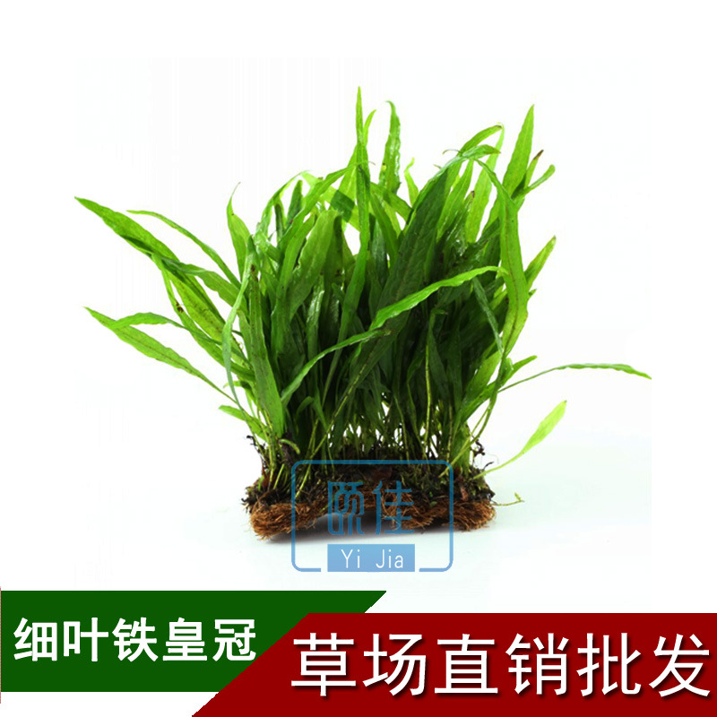 Real Aquatic Plants Wholesale Crown Spotted Leaves Iron Crown Fish Tank