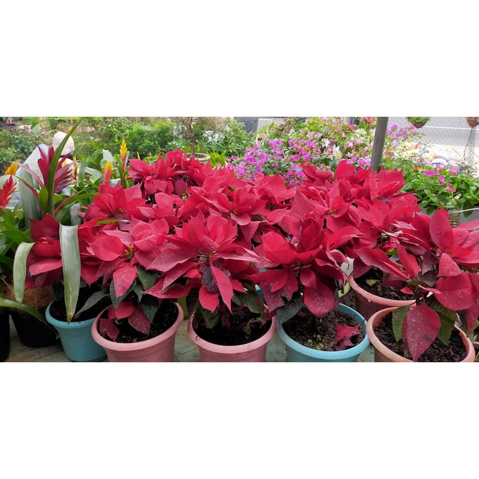 Poinsettia plants outdoor Shopee Philippines