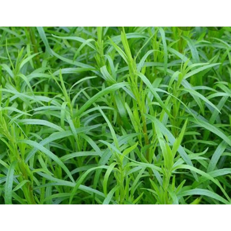 Tarragon, also known as estragon Shopee Philippines