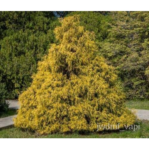 seeds flower plants 25 Weeping Cypress Pine Seeds Hesperocyparis