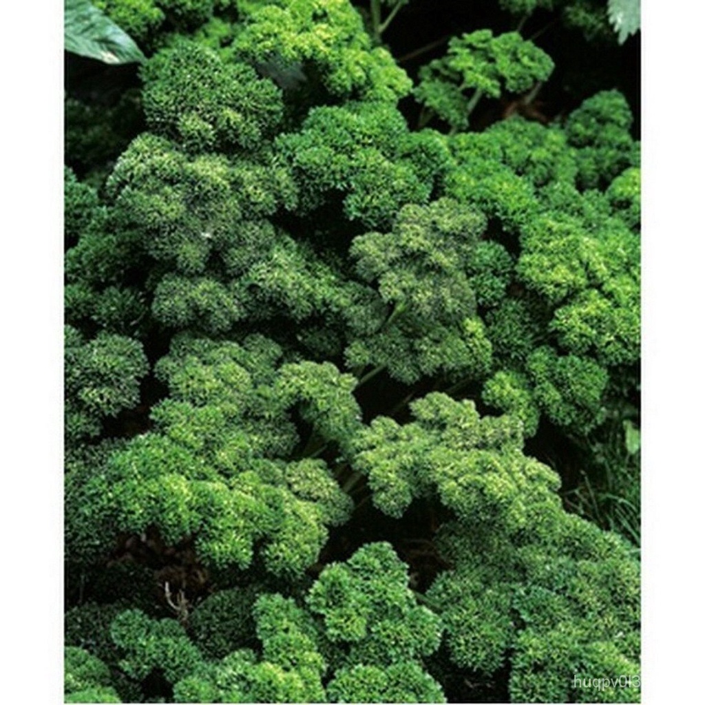 Guaranteed germination rate Parsley Moss Curled 200 Seeds BOGO 50