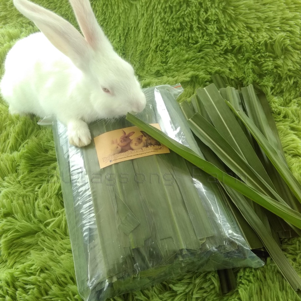 Fresh Napier Grass Green Leaves (Best food grass for your cows, guinea