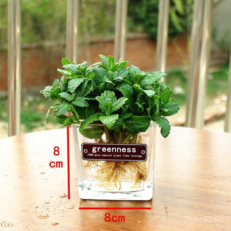 Mint Pot Edible Hydroponic Mint Mosquito Repellent Refreshing Fresh