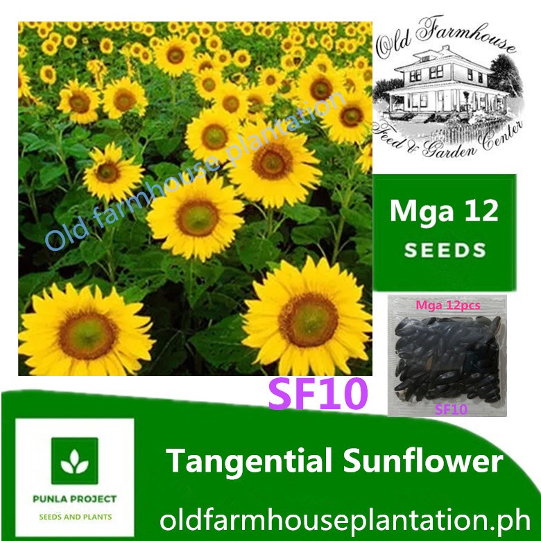 Tangentil Sunflowers Seeds Collection high quality and germination