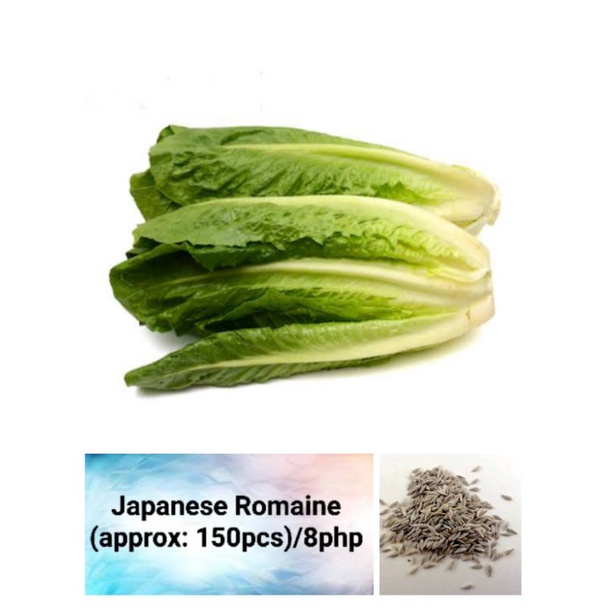 Japanese Romaine Lettuce Seeds (approx 150pcs) Shopee Philippines