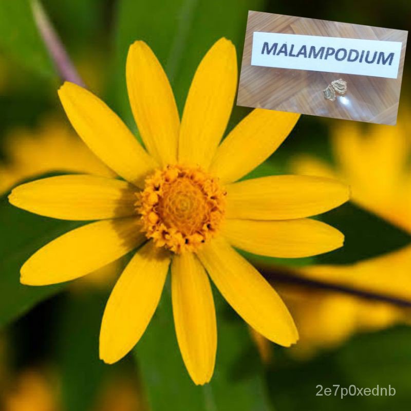TopQuality Seeds Melampodium Seeds (2Pcs/Pack) Shopee Philippines